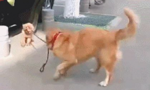 小泰迪跑去和其他小狗玩，金毛咬到它的牵引绳就往后面拽：快点儿回家了！