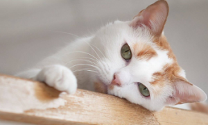 小猫伤口感染化脓能自愈吗