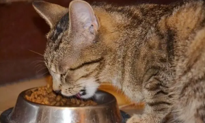 猫能吃狗粮吗