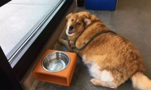 黄金猎犬胖到36公斤，狗狗健身房帮它减肥好找家！