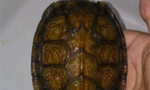 洪都拉斯木纹龟吃什么