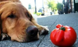 狗可以吃番茄吗
