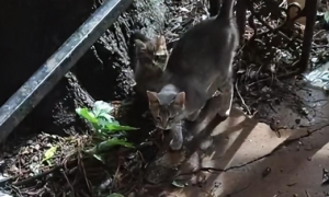 渣猫出去寻花问柳，被两只母猫找上门来讨要说法整懵铲屎官
