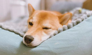 狗狗睡觉一直发抖是什么原因