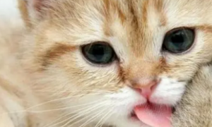 猫咪可以喝酸奶吗