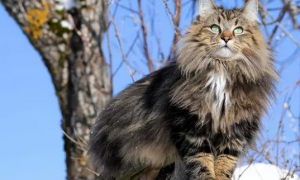 挪威森林猫打架厉害吗