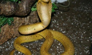 埃及眼镜蛇是保护动物吗