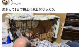 日本新晋网红柴犬出写真，每天等主人回家！