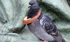 为了治纽约的鸽子不停喂垃圾食品，最后鸽子胖得飞不起来