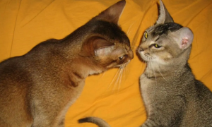 阿比西尼亚猫和美国硬毛猫打架谁更厉害