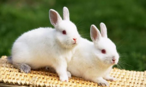 兔子真菌感染会传染给人吗