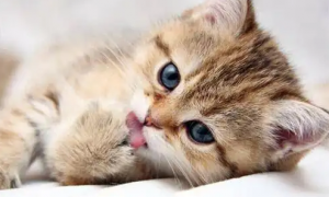 猫咪毛球症有什么症状怎么治疗