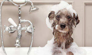 宠物狗洗澡可以用人的沐浴露吗