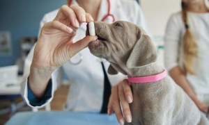 治疗狗感冒的药物有哪些
