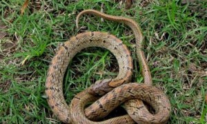台湾小头蛇是国家几级保护动物