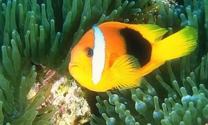 小丑鱼为什么不害怕海葵