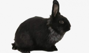 黑色獭兔可以养几年