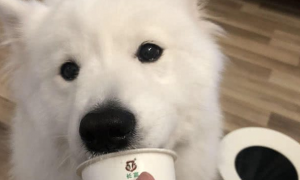 博美狗狗可以吃酸奶吗
