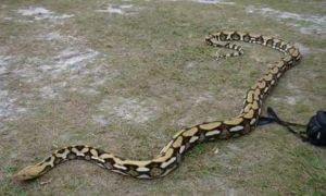 世界上最大的大蟒蛇是什么