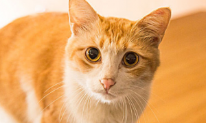 猫眼球有红血丝正常吗怎么回事