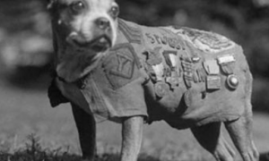 流浪犬立过17次军功，解救百余老战友被总理会见，人死之后被制成标本采集