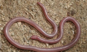 德州细盲蛇是保护动物吗