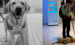 香港一导盲犬在商场内晕倒去世，引发社会对视障者和导盲犬的关注和反思