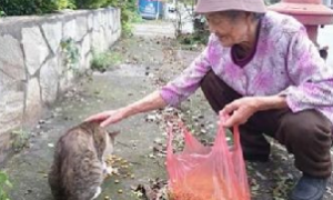 88岁老奶奶18年来不间断餵食流浪猫狗，只因不忍心它们挨饿