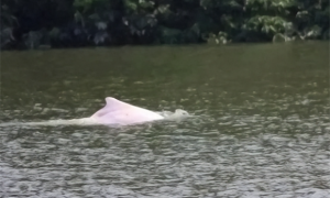 广州流溪河发现粉色海豚，重200公斤，一嘴尖牙，一顿能吃14斤鱼