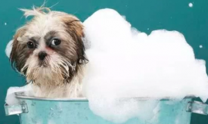 成年狗能用冷水洗澡吗为什么
