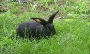 莲山黑兔可以养几年