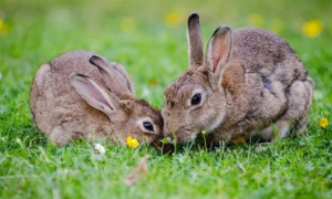 兔子有耳螨会自愈吗？