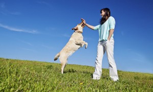 最听话的狗是什么狗种