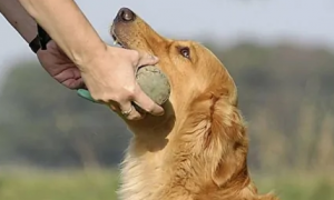 狗狗喜欢咬自己的手怎么办