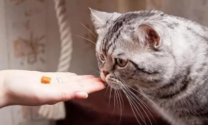 怎么给猫喂药