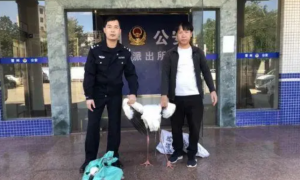 鸟中“大熊猫”受伤 广东雷州警民联手救助