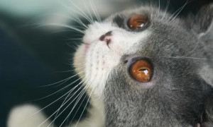 猫的眼睛有浓浓稠分泌物怎么办
