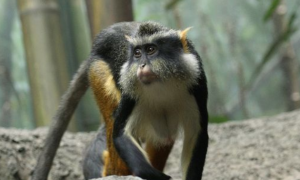 德赖斯长尾猴是保护动物吗