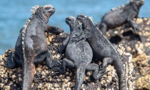 怎么养海鬣蜥