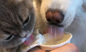 猫和狗可以喝酸奶吗