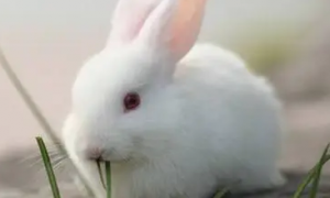 兔子拉透明胶状物怎么治疗好