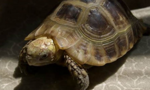 缅甸陆龟是保护动物吗