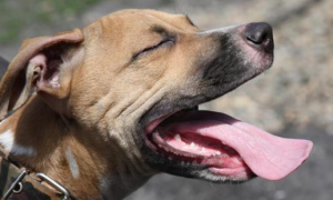狗狗大喘气像哮喘一样的原因是什么呢