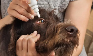 氯霉素滴眼液能给狗用吗