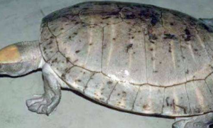 中美洲河龟雌雄如何辨别