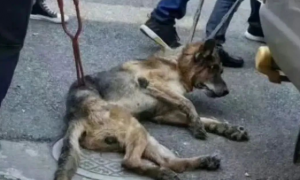 上海特警上门抓瘫痪犬引争议，知情人：狗是警犬主人不牵绳导致