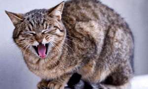 猫咪偶尔会像哮喘一下的喘气怎么回事