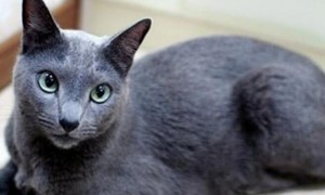 科拉特猫寿命多久