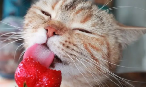 猫能吃草莓吗
