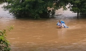 暴雨倾盆狗窝被淹，勇敢狗妈妈跳入洪水中救小奶狗，还惊动了民警